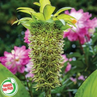 Pineapple Explosion Pineapple Lily Thumbnail